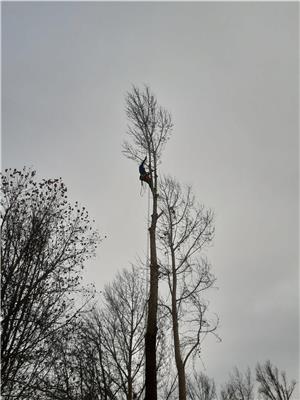 Fűkaszálás, kaszálás, bozótirtás, favágás - kép 7