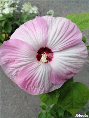 Mocsári hibiszkusz hibiszkuszmag - kép 2