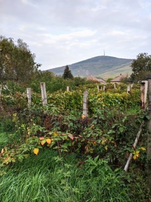 Tokaj Eladó családi ház  - kép 4