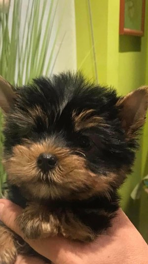 gyönyörü szép Yorkshire terrier kiskutyák - kép 3