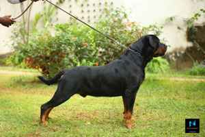 Rottweiler szuka kiskutyák  - kép 5
