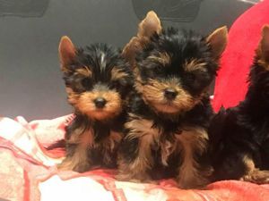 gyönyörü szép Yorkshire terrier kiskutyák - kép 5