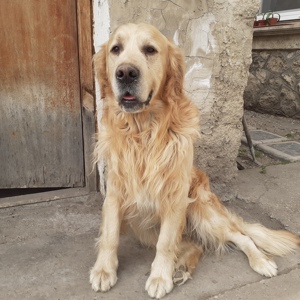 Golden retriever kiskutyák  - kép 3