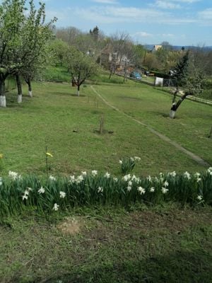 Gyümölcsös és szőlő épülettel eladó  - kép 14