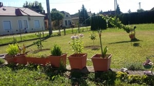 Kis ház nagy telekkel az Őrség peremén,hármashatár közelében eladó! - kép 3