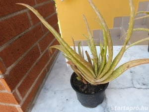 Aloe Vera, vagy Orvosi aloe, örökzöld gyógynövény eladó - kép 2