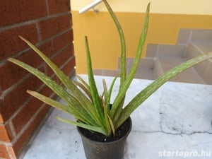 Aloe Vera, vagy Orvosi aloe, örökzöld gyógynövény eladó