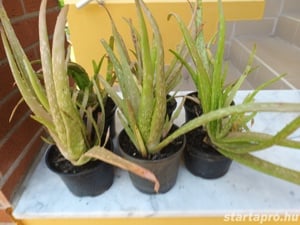 Aloe Vera, vagy Orvosi aloe, örökzöld gyógynövény eladó - kép 5