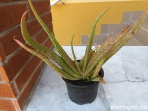 Aloe Vera, vagy Orvosi aloe, örökzöld gyógynövény eladó - kép 3