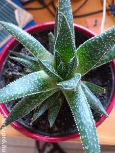 Szálkás aloe (aloe aristata) örökzöld szobanövény különlegesség - kép 9