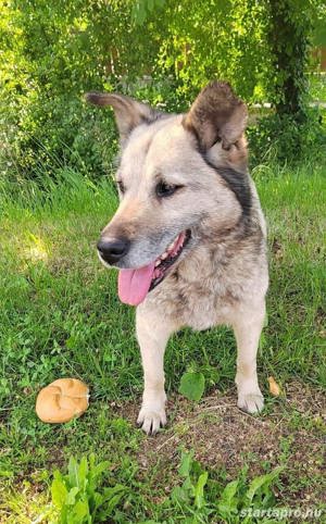 Az utcára hajított "öreglánynak" Mancinak keresünk egy szerető gazdit. Idősebb emberek mellé is - kép 3