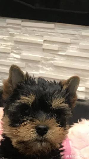 Yorkshire terrier kiskutyák  - kép 3