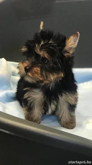 gyönyörü szép Yorkshire terrier kiskutyák - kép 4