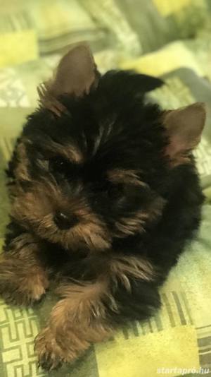 Yorkshire terrier kiskutyák  - kép 2
