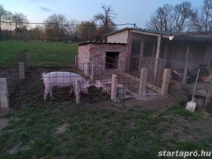 Soprontól 20 percre, Kisfaludon vidéki édenkert   1 ha feletti belterületi birtok, bekerítve ... - kép 13