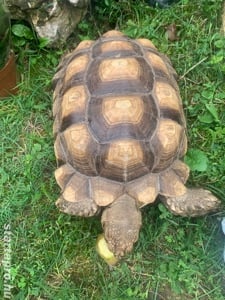 Afrikai óriás teknős eladó áron alul! - kép 8