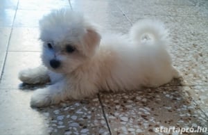 Fehér mini Bichon Havanese - kép 2