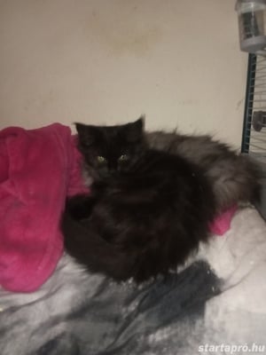 Maine coon cicák eladó - kép 2