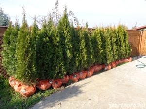 SMAragd Thuja nagyon szép