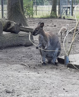 Benett kenguru eladó baráti áron! - kép 7