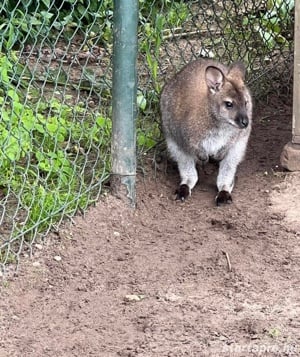 Benett kenguru eladó baráti áron! - kép 5