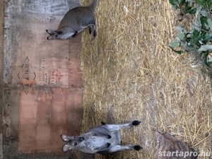 Benett kenguru eladó baráti áron! - kép 10