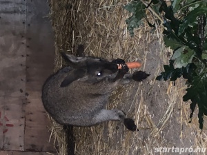 Walaby kenguru fiatal pár eladó! - kép 2