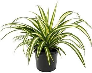 A legkönnyebben tartható szobanövény - Chlorophytum comosum 