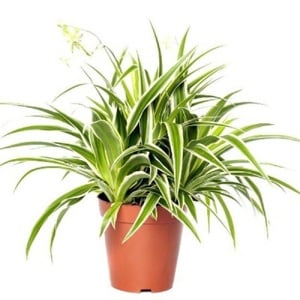 A legkönnyebben tartható szobanövény - Chlorophytum comosum  - kép 2