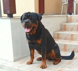 Rottweiler kan fedez! - kép 3