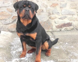 Rottweiler kan fedez! - kép 8