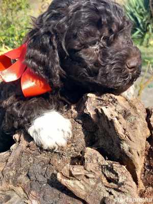 Lagotto romagonol - kép 3