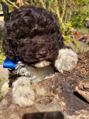 Lagotto romagonol - kép 4