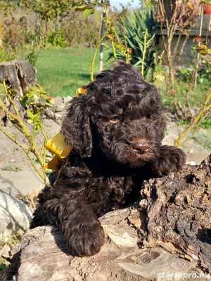 Lagotto romagonol