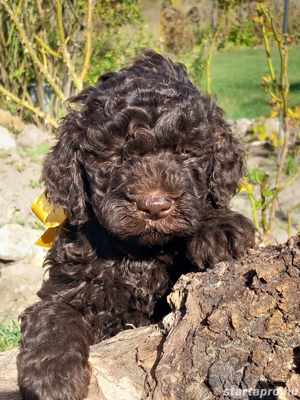 Lagotto romagonol - kép 2