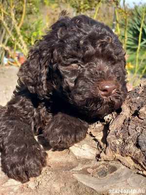 Lagotto romagonol - kép 6