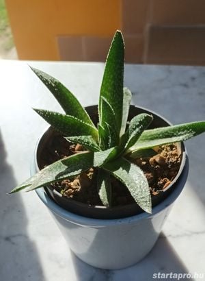 Szálkás aloe (aloe aristata) örökzöld szobanövény különlegesség - kép 11