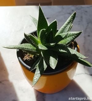 Szálkás aloe (aloe aristata) örökzöld szobanövény különlegesség - kép 10