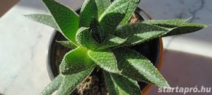 Szálkás aloe (aloe aristata) örökzöld szobanövény különlegesség - kép 3