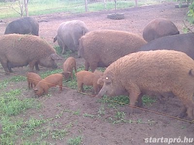 Mangalica hizok eladók