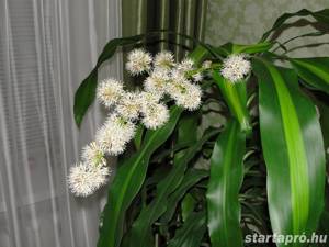  illatos sárkányfa vagy illatos dracéna (Dracaena fragrans)  - kép 3