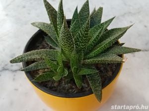 Szálkás aloe (aloe aristata) örökzöld szobanövény különlegesség - kép 4