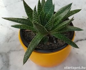 Szálkás aloe (aloe aristata) örökzöld szobanövény különlegesség - kép 5