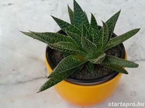 Szálkás aloe (aloe aristata) örökzöld szobanövény különlegesség - kép 7