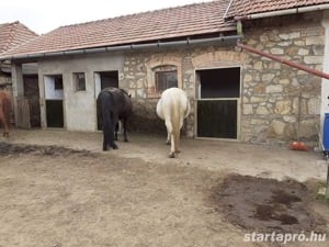 Eladó családi ház és Vendégház Verpeléten - kép 7