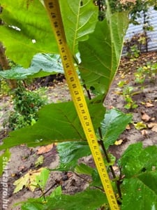 Szabadgyökeres 50-140 cm-s platán ( Platanus acerifolia ) csemete eladó