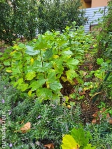 Szabadgyökeres 50-200 cm-s platán ( Platanus acerifolia ) csemete eladó - kép 2