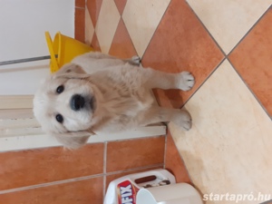Golden retriever kiskutyák  - kép 6