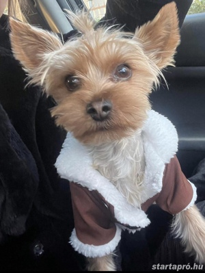 Yorkie kisfiú foglalható ! - kép 4