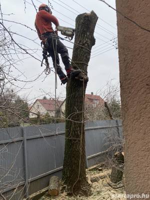 Fakivágás, favágás, alpintechnika, bozótirtás - kép 5